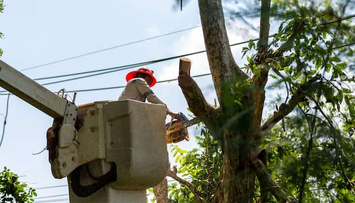 tree trimming in ashland