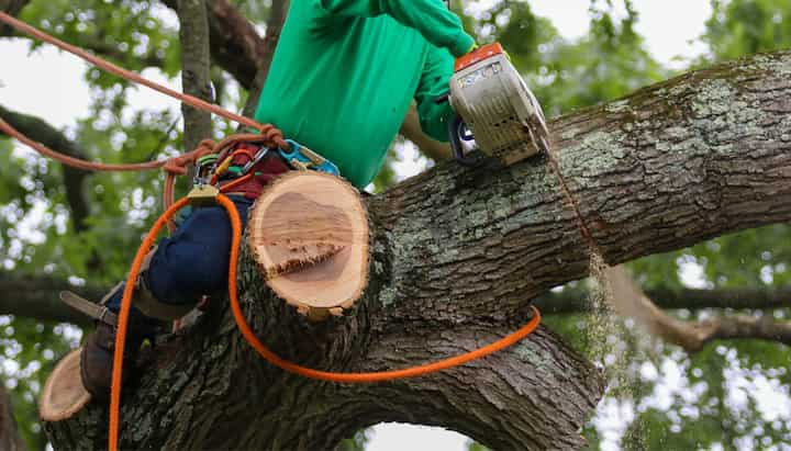 tree trimming in ashland