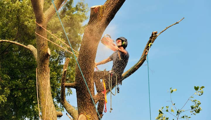 tree trimming in ashland