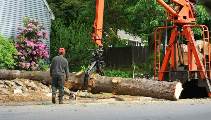 ashland tree service