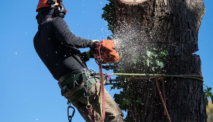 ashland tree service